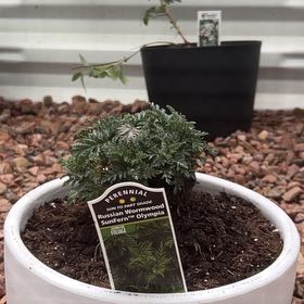 Photo of the plant species Gmelin's Wormwood by @NoblyBluefescue named Russian Wormwood on Greg, the plant care app