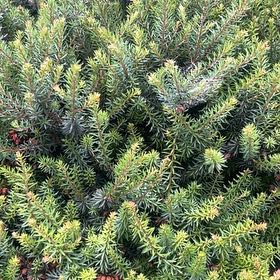 Photo of the plant species Wandering Heath by @EnticingPinoak named Sigmund on Greg, the plant care app