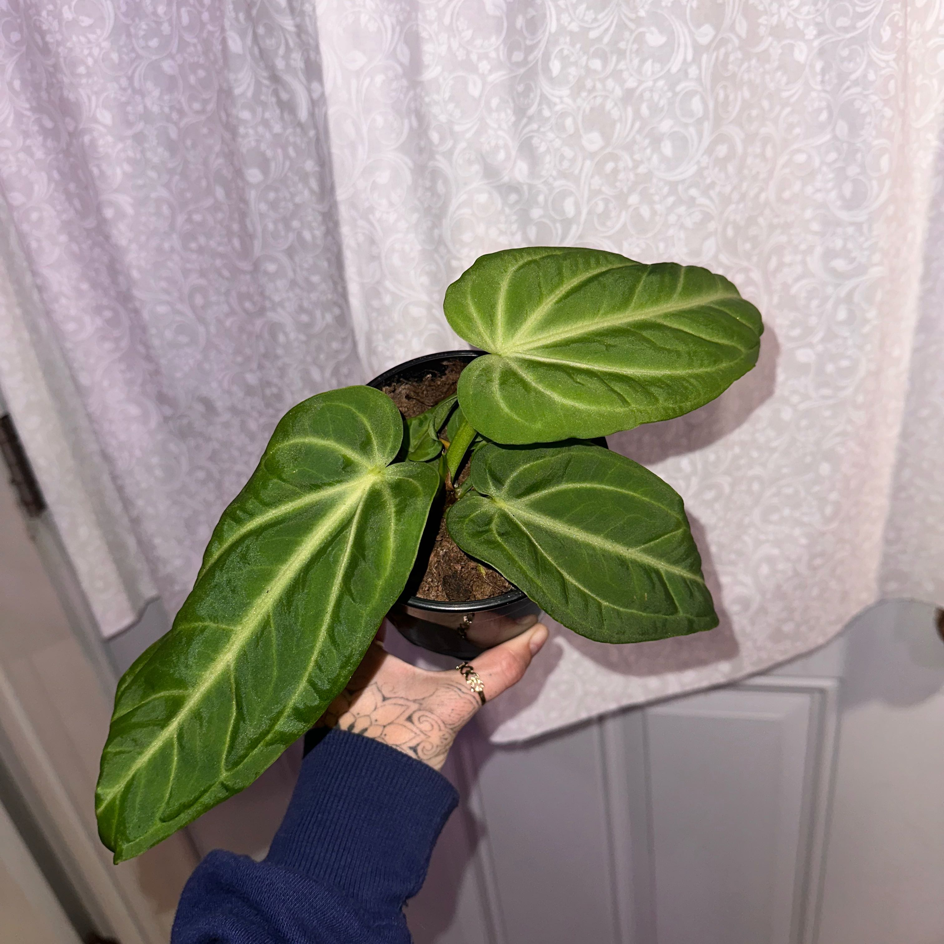 Photo of the plant species Anthurium ‘Villenaorum’ by @plant_addict named Diana on Greg, the plant care app