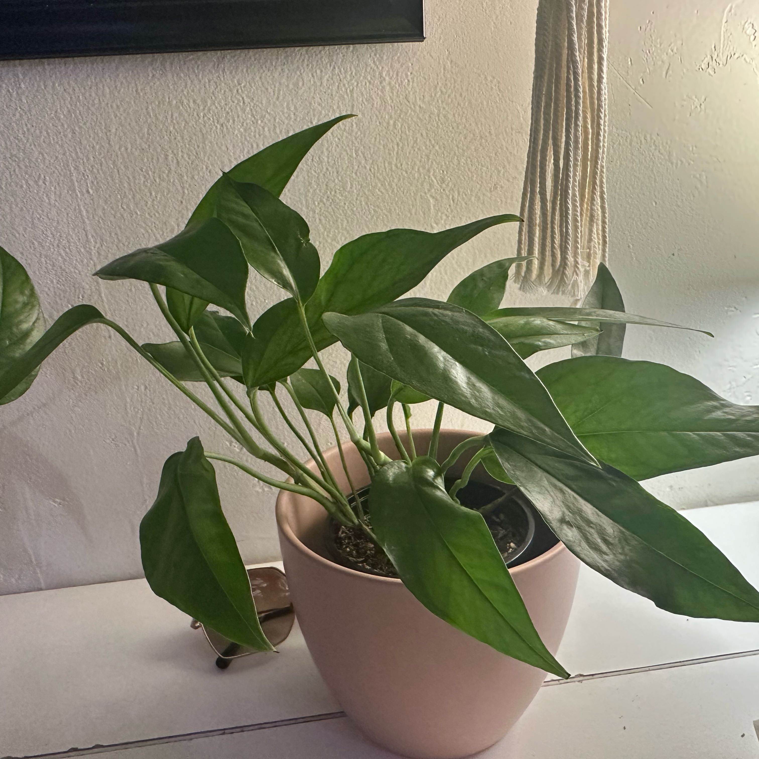 Photo of the plant species Cebu Blue Pothos by @plant_addict named New Guy on Greg, the plant care app