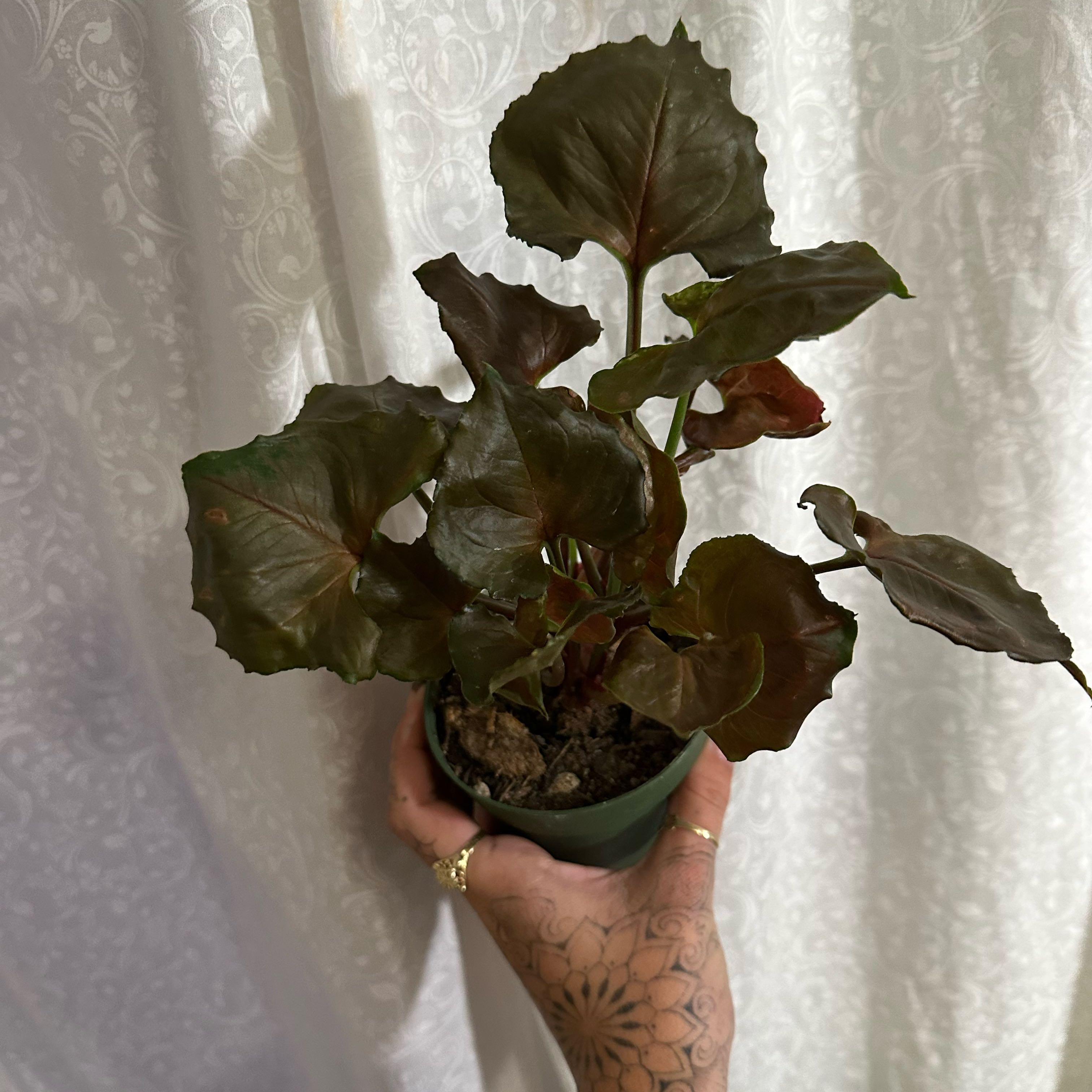 Photo of the plant species Bronze Maria Allusion by @plant_addict named Muhammad on Greg, the plant care app