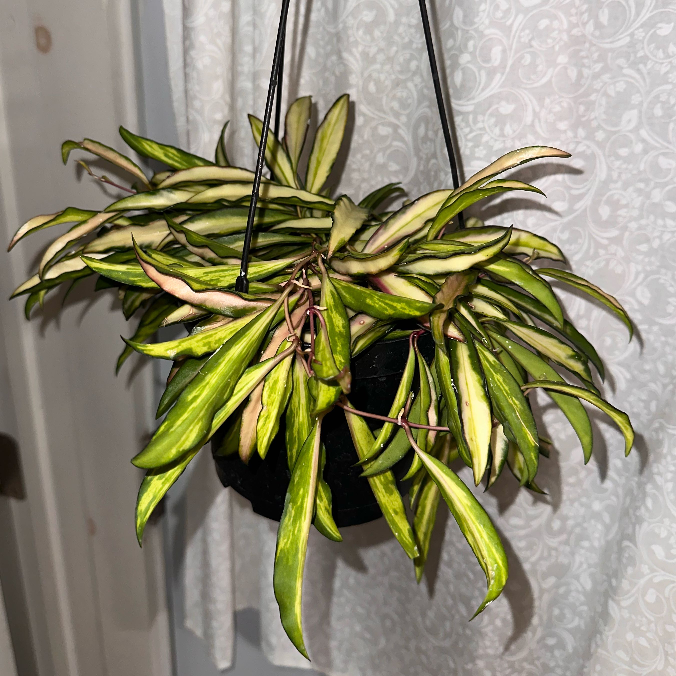 Photo of the plant species Variegated Hoya kentiana by @plant_addict named Rapunzel on Greg, the plant care app