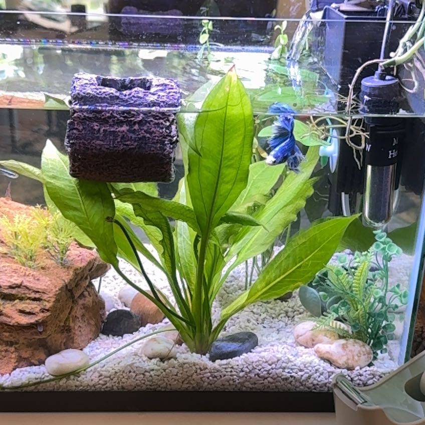 Photo of the plant species Amazon Sword by @cee.jay named Coco on Greg, the plant care app