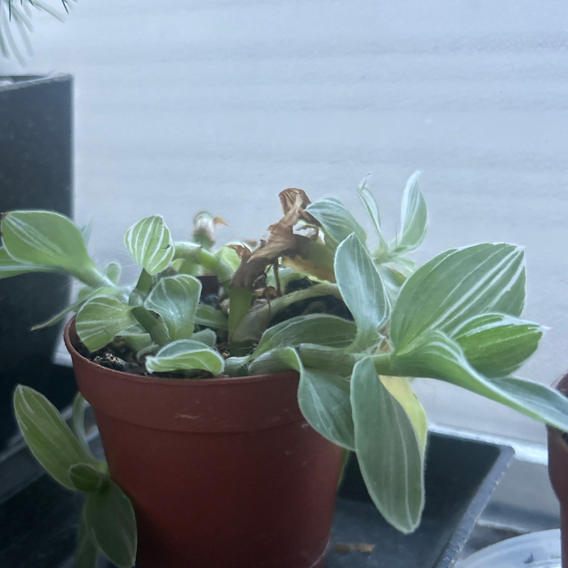 Photo of the plant species Spiderwort by @PerkyRockfig named Forrest on Greg, the plant care app