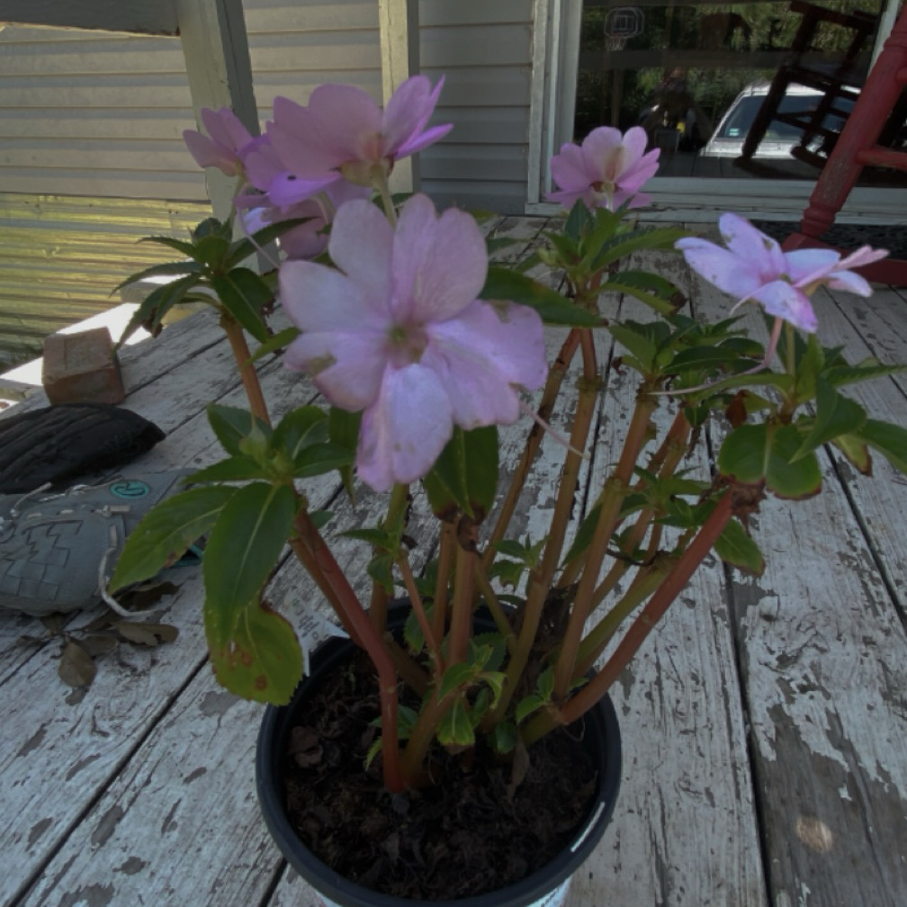 Photo of the plant species SunPatiens Impatiens by @thearchivengl named Idalia on Greg, the plant care app