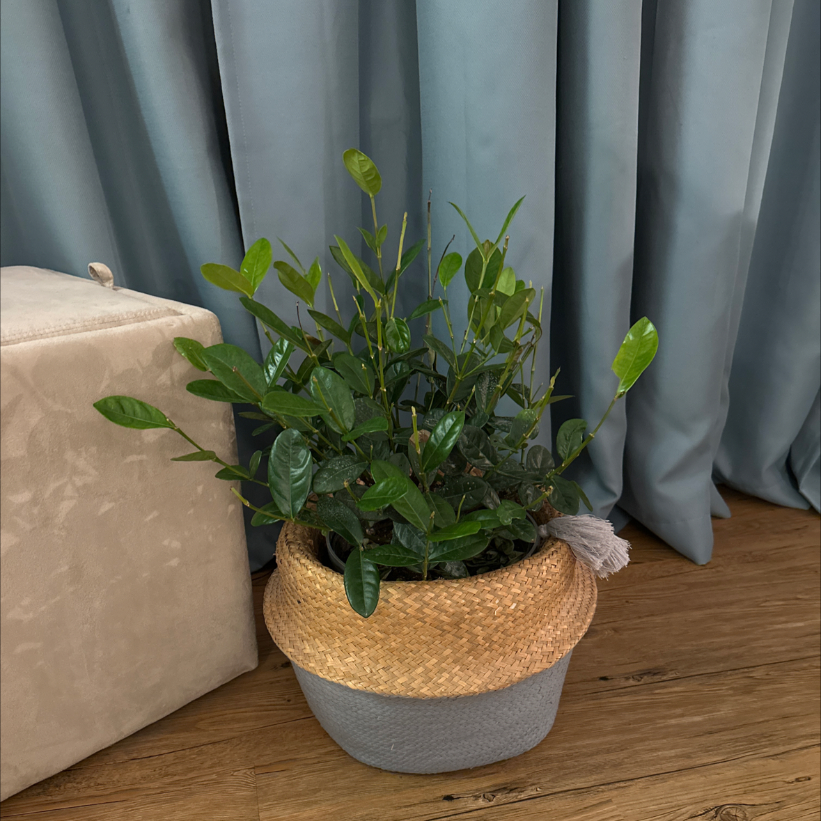 Potted Cape Jasmine plant with healthy green leaves, placed indoors.