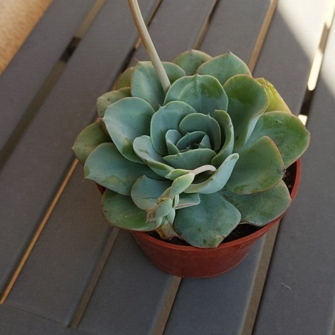 Photo of the plant species Peaches and Cream by @QuietCapealoe named Delilah on Greg, the plant care app