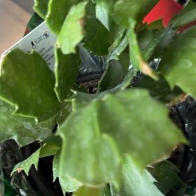 Photo of the plant species Zygocatus by @FastRoseiflora named Gus on Greg, the plant care app