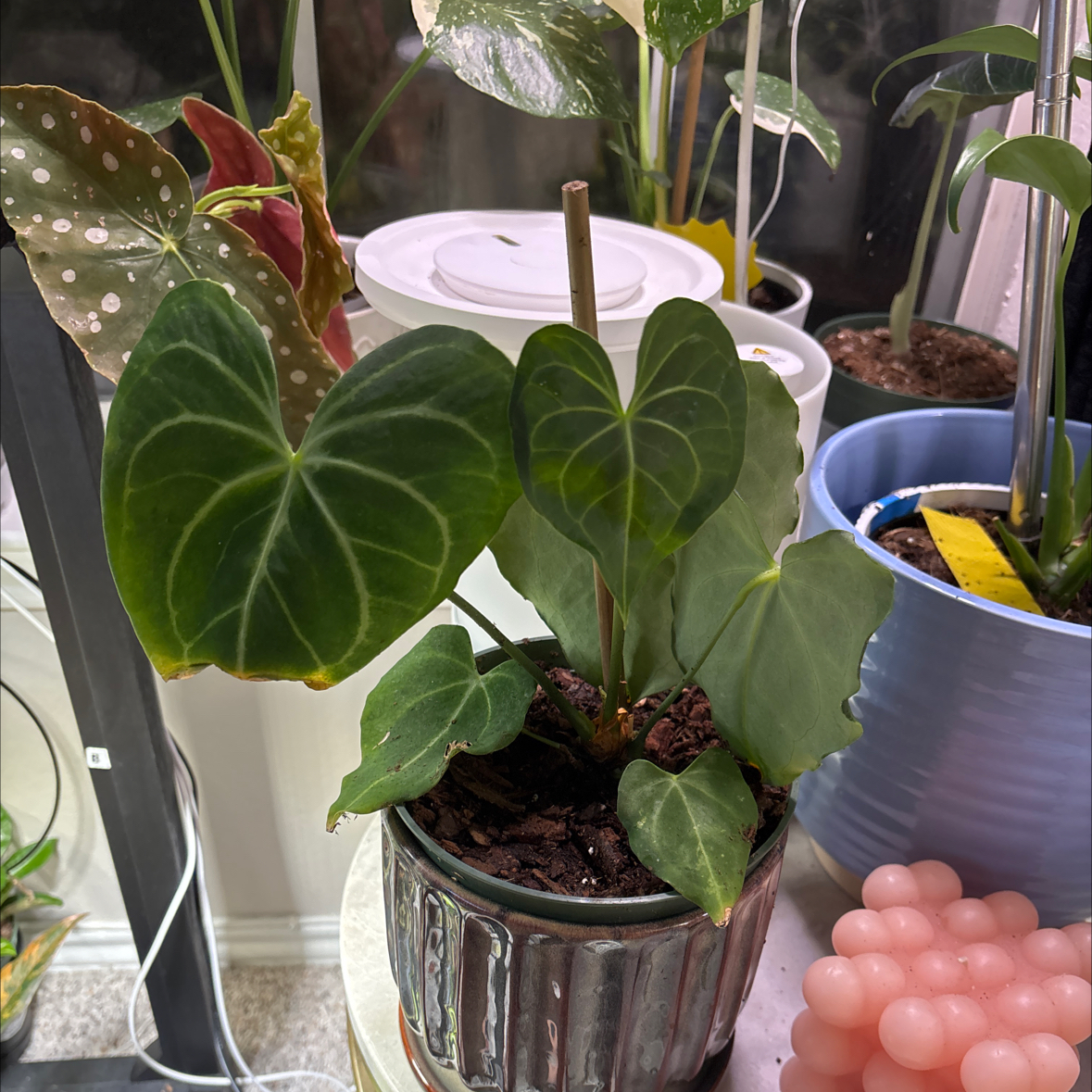 Photo of the plant species Anthurium King of Spades by @Jessa913 named Ulysses S Plant on Greg, the plant care app