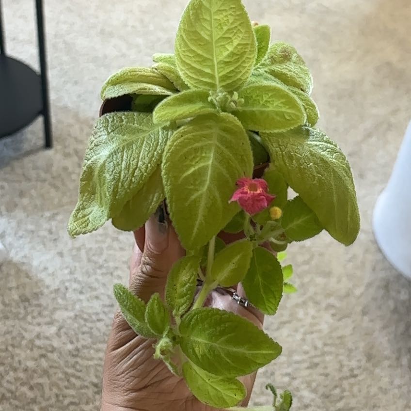 Photo of the plant species Episcia 'Limeade' by @Jessa913 named Gregarious on Greg, the plant care app