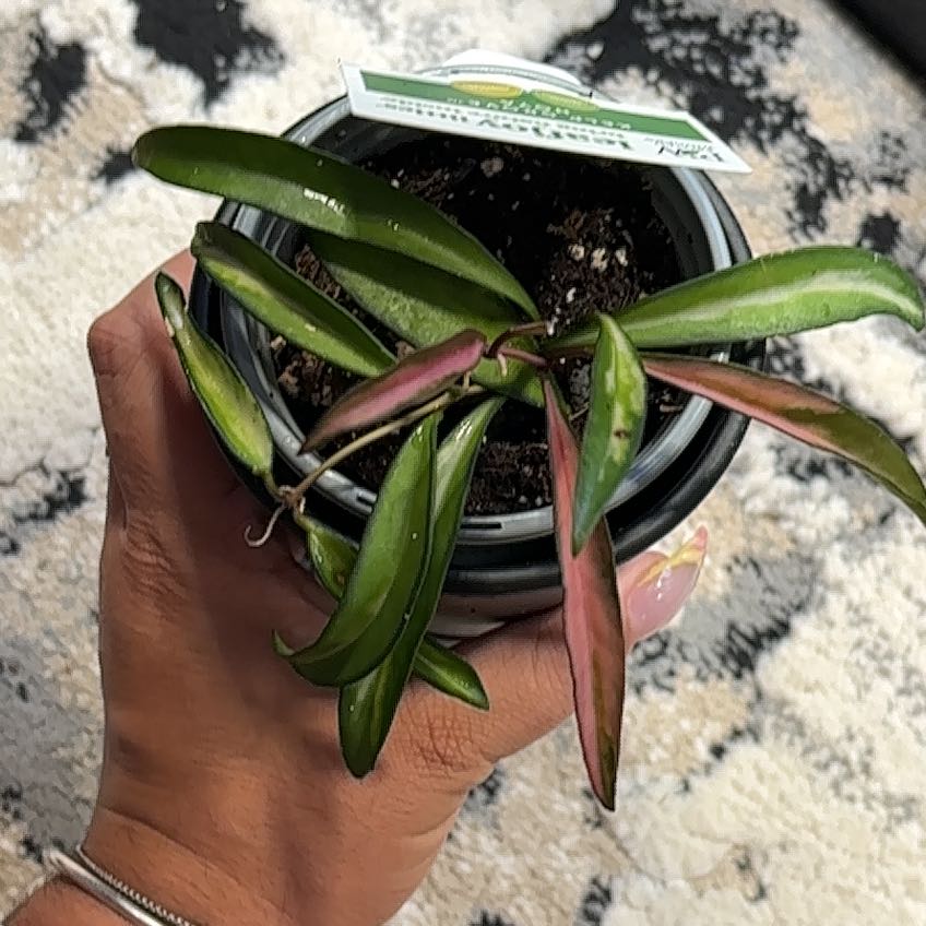 Photo of the plant species Kelp Grove Hoya by @Jessa913 named Harry on Greg, the plant care app