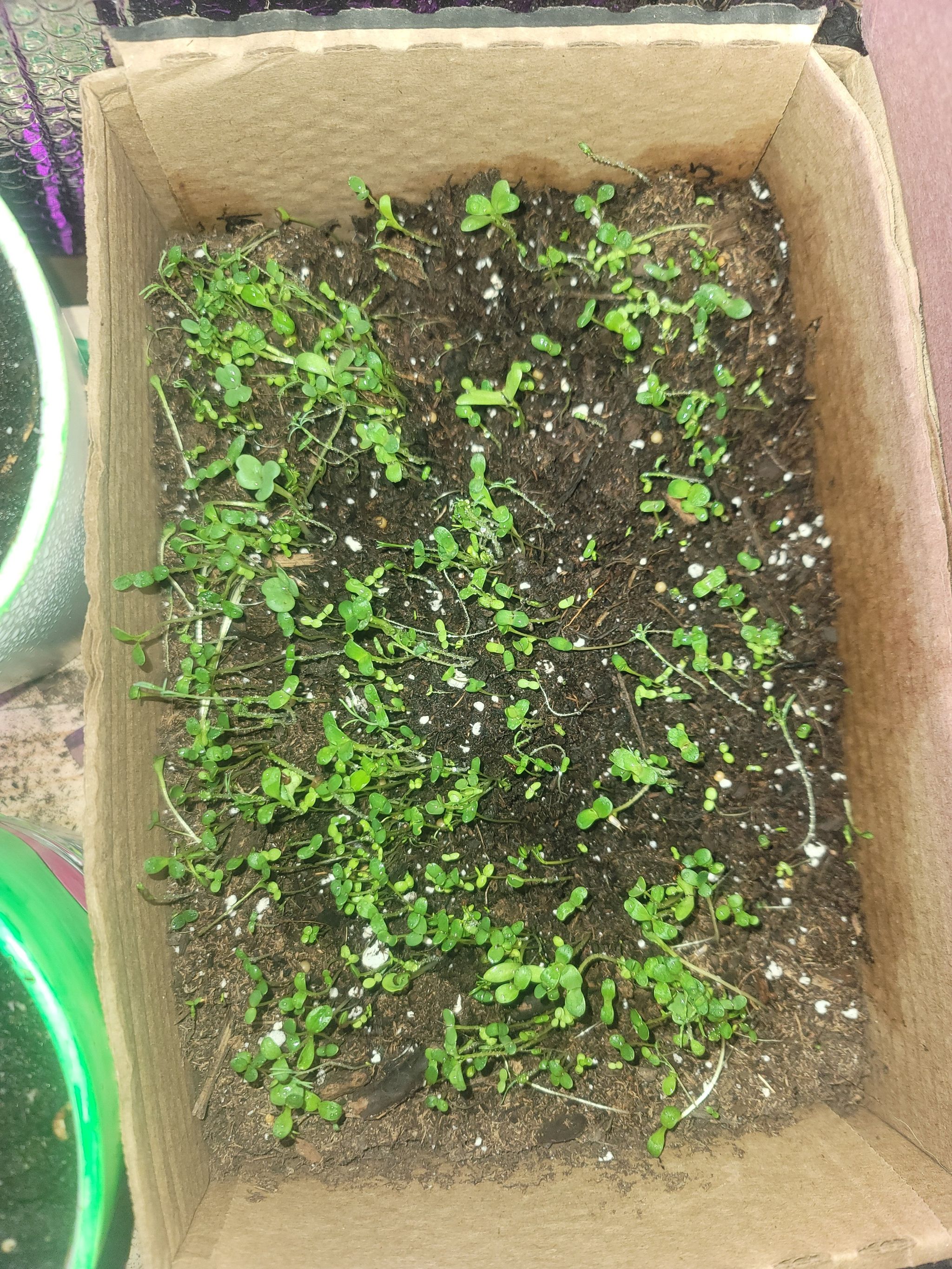 Photo of the plant species Pennington Wildflower by @FlashyNutgrass named Emerson on Greg, the plant care app