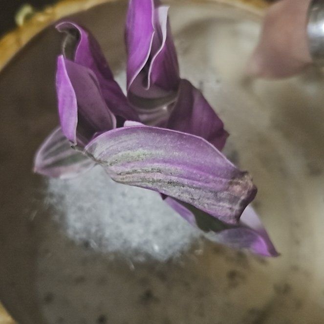 Photo of the plant species Red Helleborine by @BraveSubclover named Curie on Greg, the plant care app