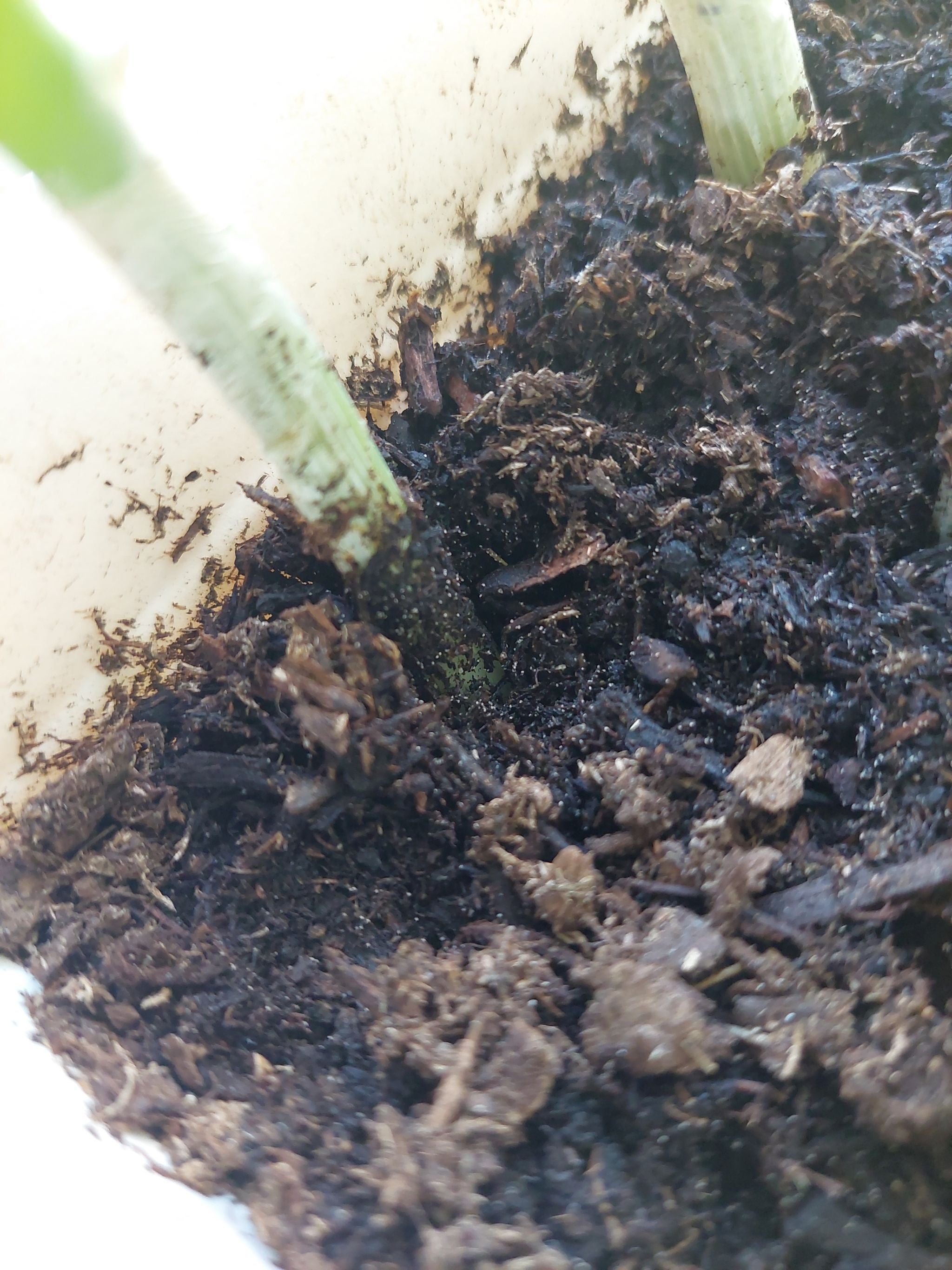 Persian Onion How Much Water & Light Does it Need to Thrive?