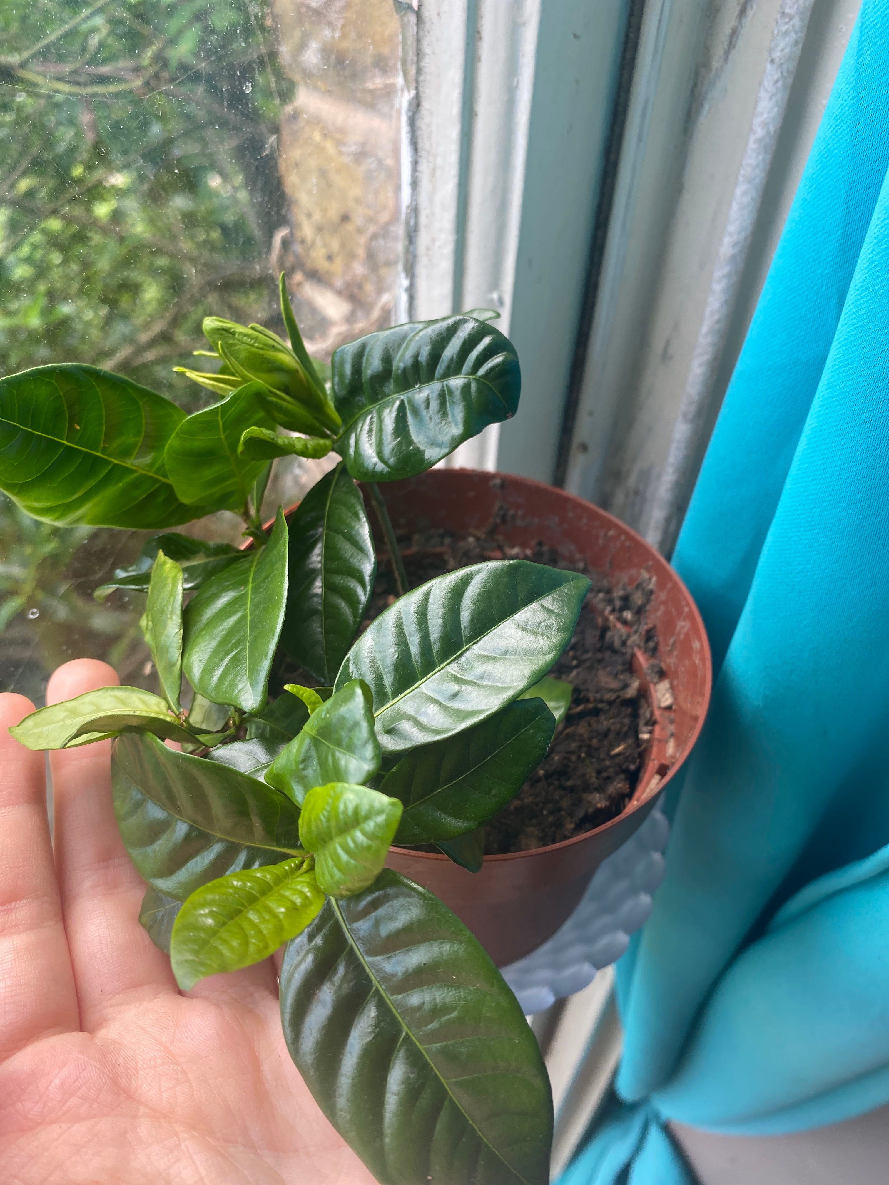 Heaven Scent Gardenia Plant Care Water, Light, Nutrients Greg App 🌱