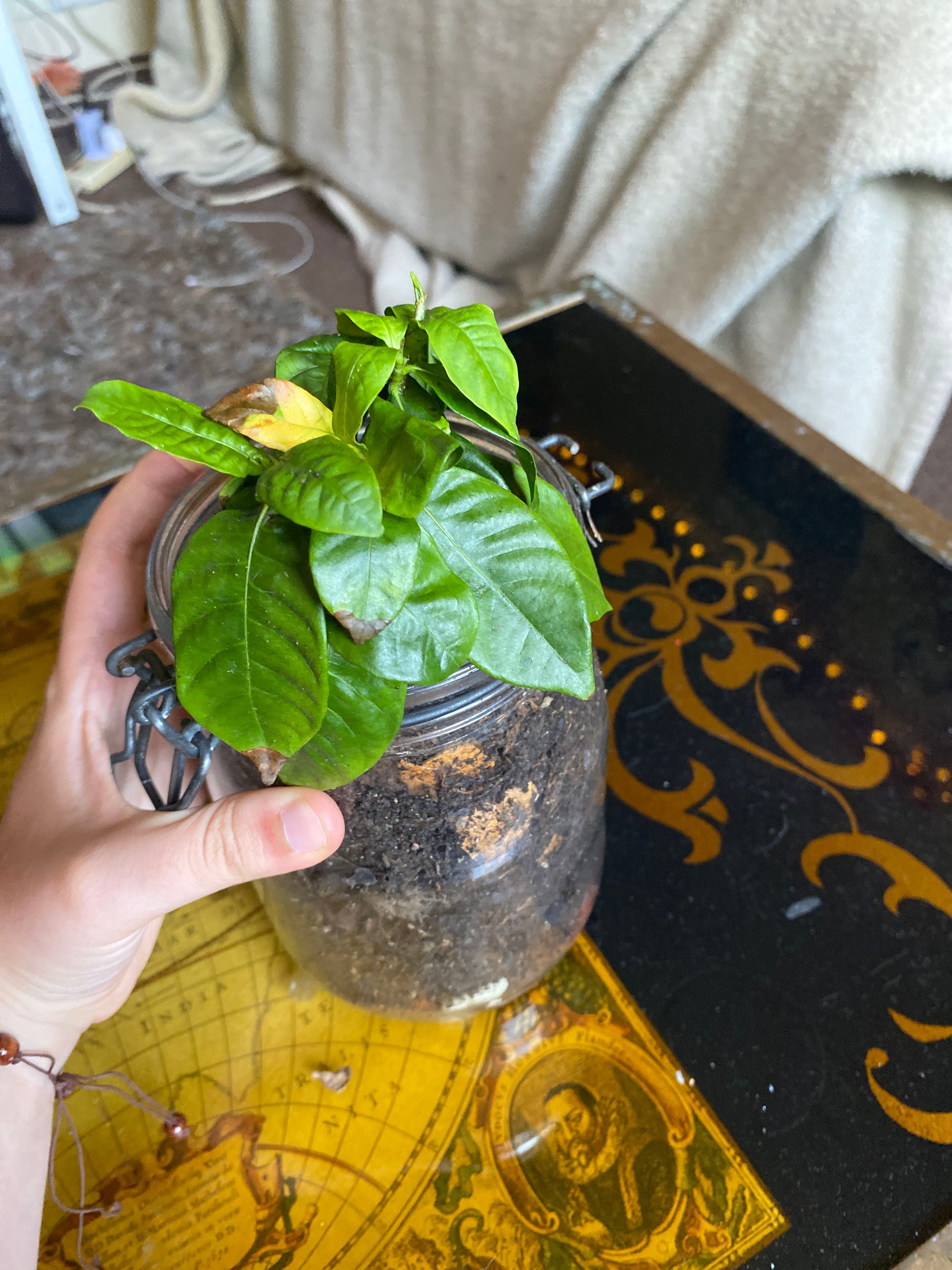 Veitchii Gardenia Can Irritate Cats 🐱