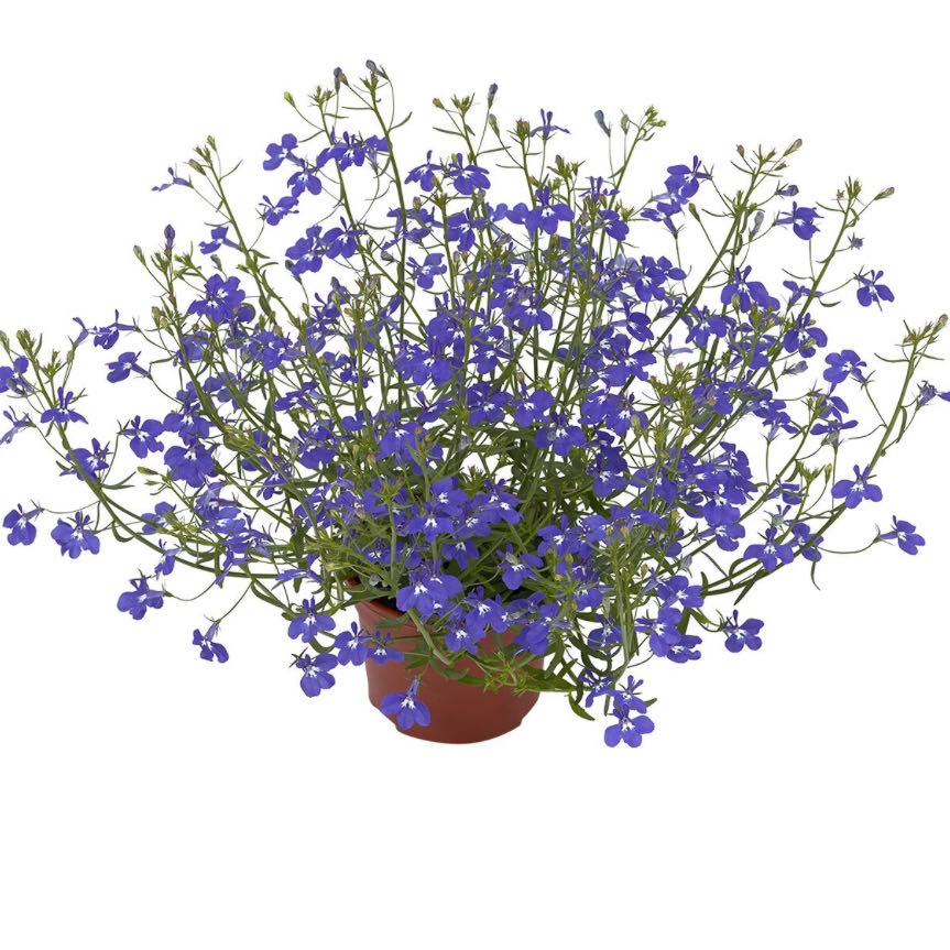 Photo of the plant species Great Blue Lobelia by @YeveWidowscross named Shakira on Greg, the plant care app