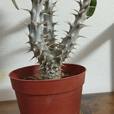 Photo of the plant species Pachypodium densiflorum by @RichSicklefern named Morgan Treeman on Greg, the plant care app