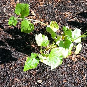 Photo of the plant species Cretan Bryony by @SereneAvocado named Sol on Greg, the plant care app