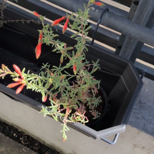 Photo of the plant species California-Fuchsia by @DynamicNutgrass named Leonardo on Greg, the plant care app