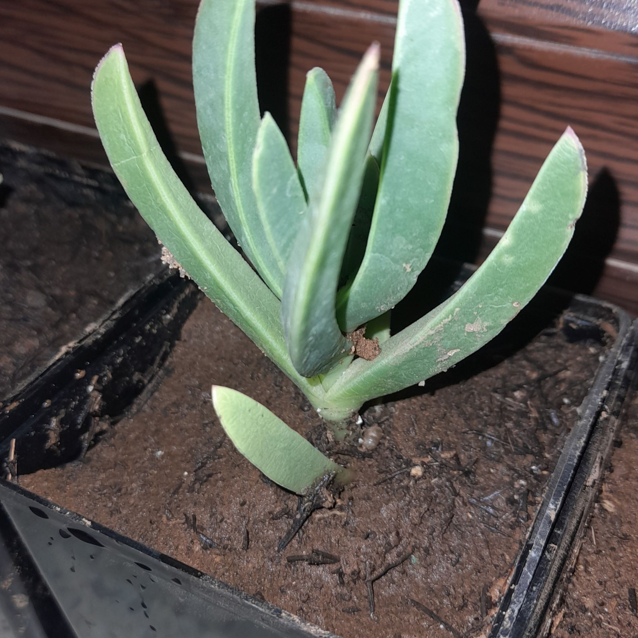 Photo of the plant species Lobster Claws by @SavantBrakefern named Fernie Mercury on Greg, the plant care app