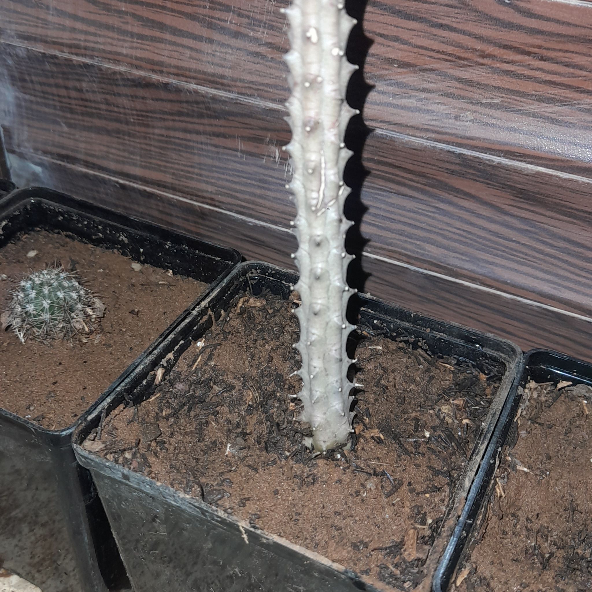 Photo of the plant species Euphorbia abdelkuri by @SavantBrakefern named Bieber on Greg, the plant care app