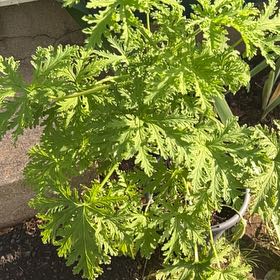 Photo of the plant species Citronella mucronata by @Crossover named McKinley on Greg, the plant care app