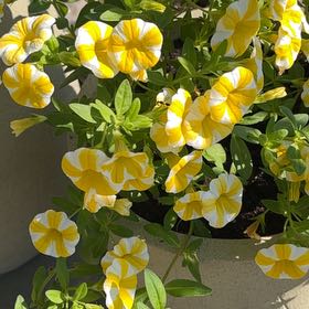 Photo of the plant species Superbells Lemon Slice Calibrachoa by @AngelTexasash named Gobi on Greg, the plant care app