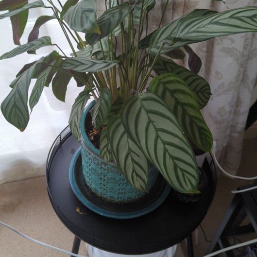 Photo of the plant species Peacock Plant by @ChosenGiantreed named Luna on Greg, the plant care app