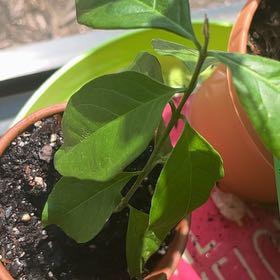 Photo of the plant species Peanut butter fruit tree by @Redroxie named Elle on Greg, the plant care app