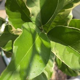 Photo of the plant species Variegated Pink Lemon by @Redroxie named Gilligan on Greg, the plant care app