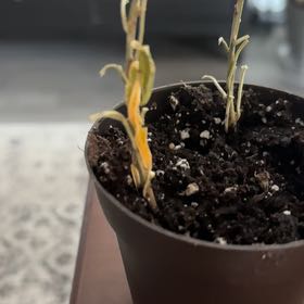 Photo of the plant species Superstar Croton by @DearChamomile named Khaleesi on Greg, the plant care app