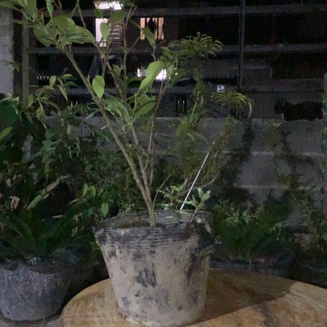 Photo of the plant species Calamansi by @RulerDaisybush named Bodhi on Greg, the plant care app