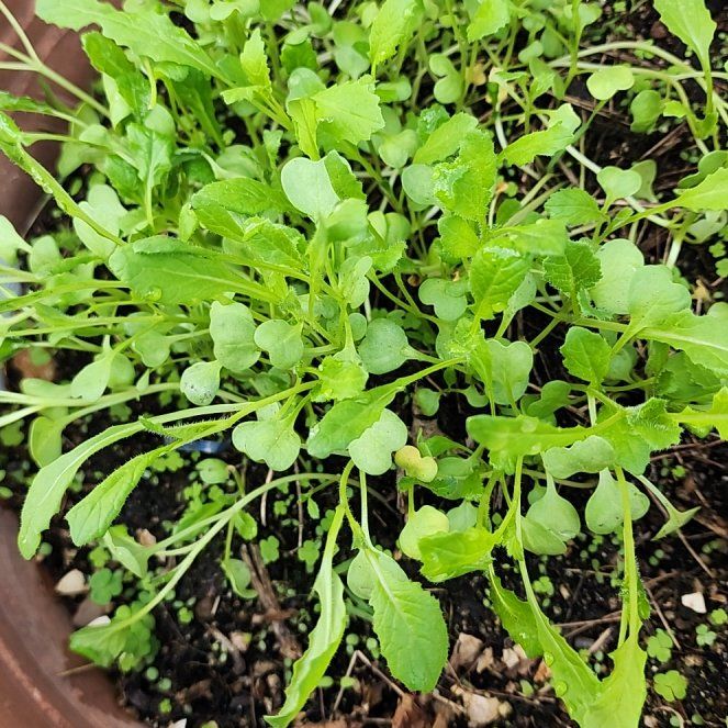 Photo of the plant species Wavy Bittercress by @SmoothGasplant named Sanders on Greg, the plant care app