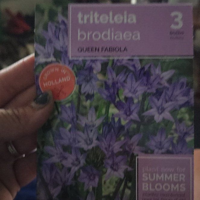 Photo of the plant species Bridges' Brodiaea by @VocalBulrush named Hemingway on Greg, the plant care app