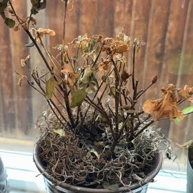 Photo of the plant species Azalea by @EagerEuphorbia named Einstein on Greg, the plant care app