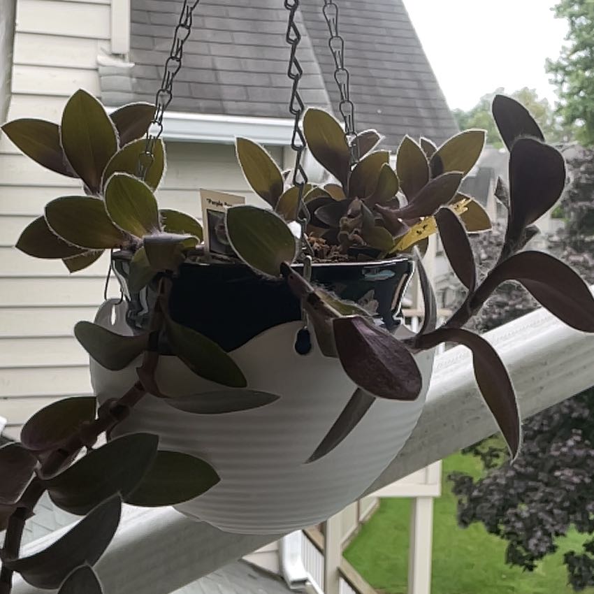 Photo of the plant species Tradescantia Purple Fuzzy by @_su_ named Phoenix on Greg, the plant care app