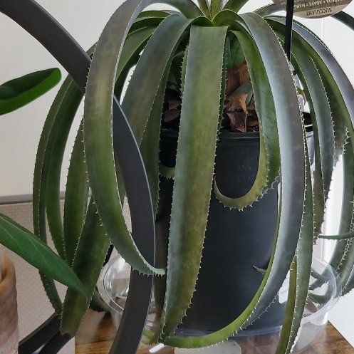 Photo of the plant species Mangave by @DarlingAsarina named Nandor on Greg, the plant care app
