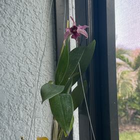 Photo of the plant species Dendrobium Hawaii Spectacular by @GenialSilkyoak named Michelle Branch on Greg, the plant care app