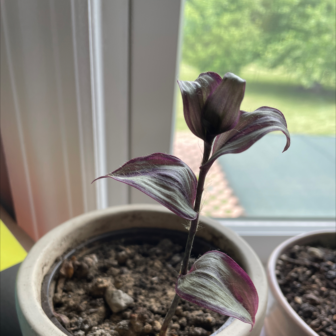 Wandering Dude 'Burgundy' plant in a pot with visible soil, placed near a window.