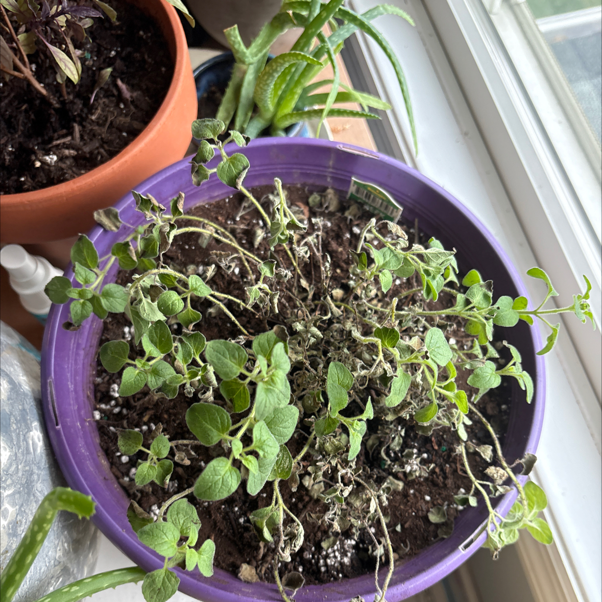 Photo of the plant species Greek Oregano by @FairSnowflower named Gobi on Greg, the plant care app