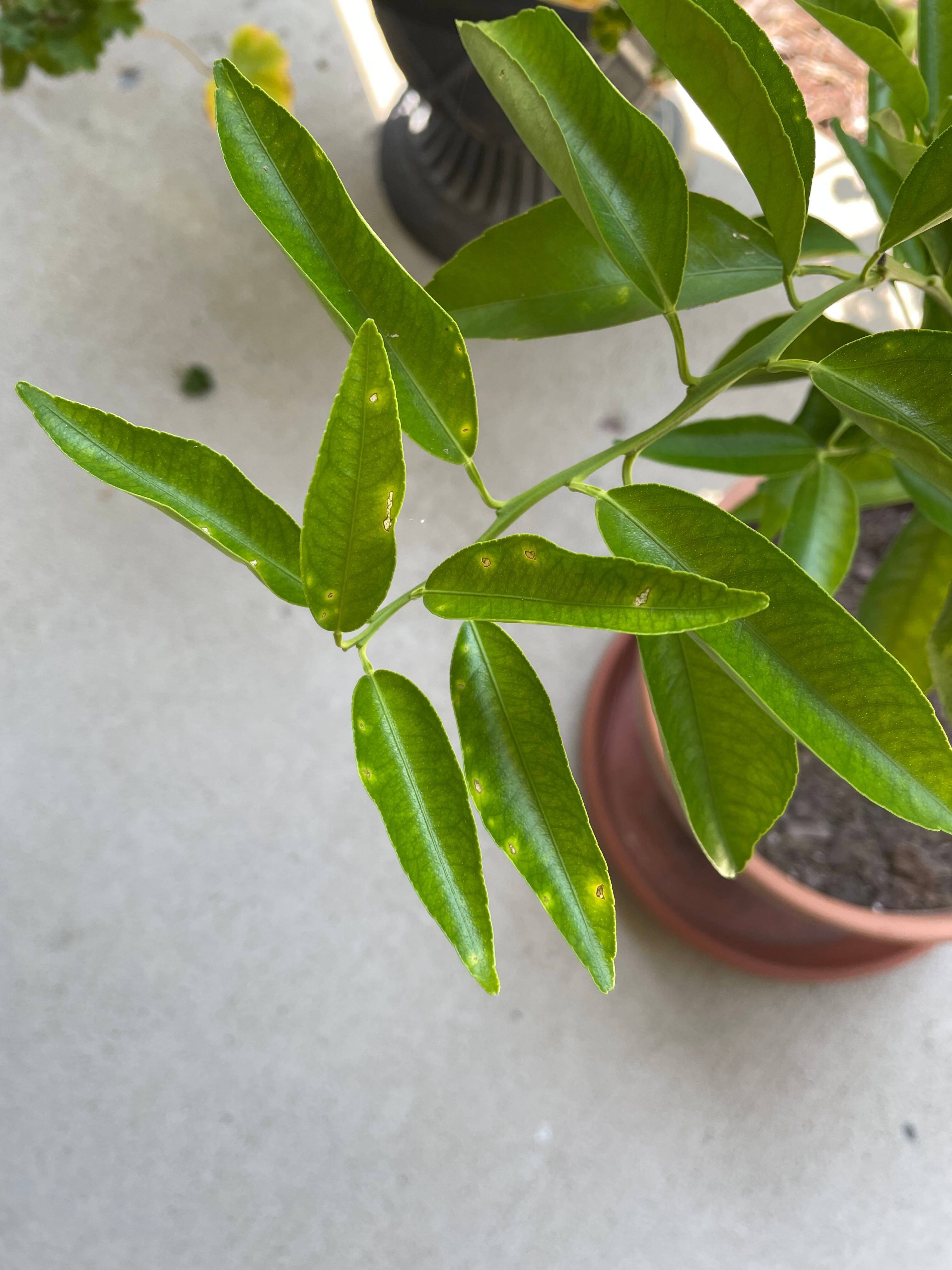 Thornless Lemon Tree Care 101 Water, Light & Growing Tips
