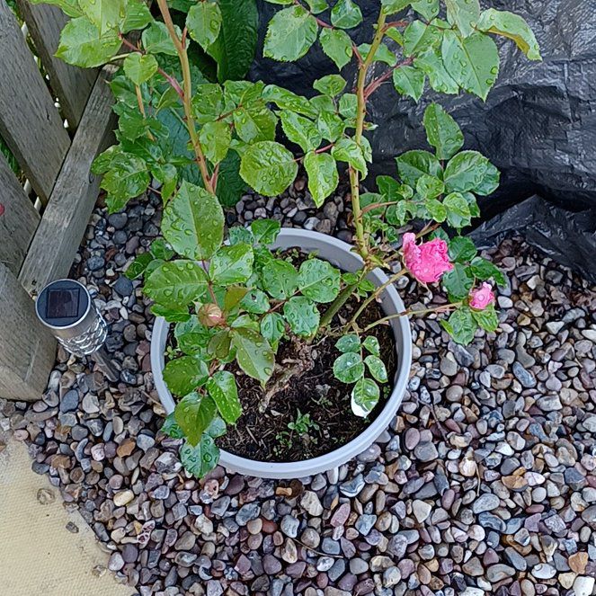 Photo of the plant species Grandiflora Rose by @HotNortherndock named Queen Elizabeth on Greg, the plant care app