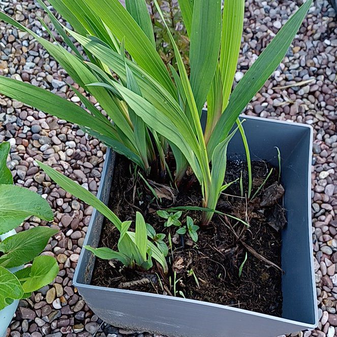 Photo of the plant species Marsh Gladiolus by @HotNortherndock named Treeyoncé on Greg, the plant care app