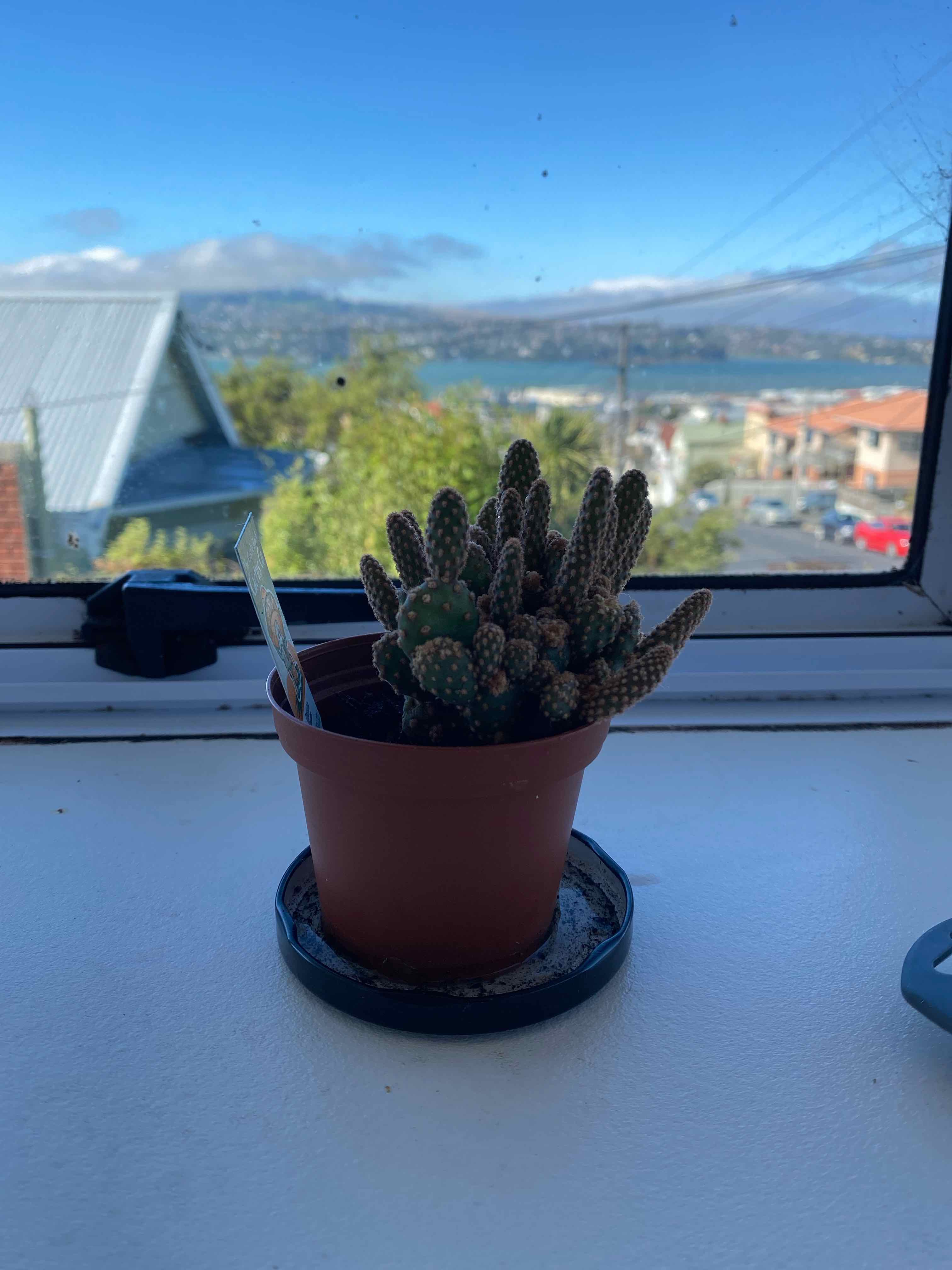 Bunny Ears Cactus plant photo by @squidan named prickly fred on Greg, the plant care app.