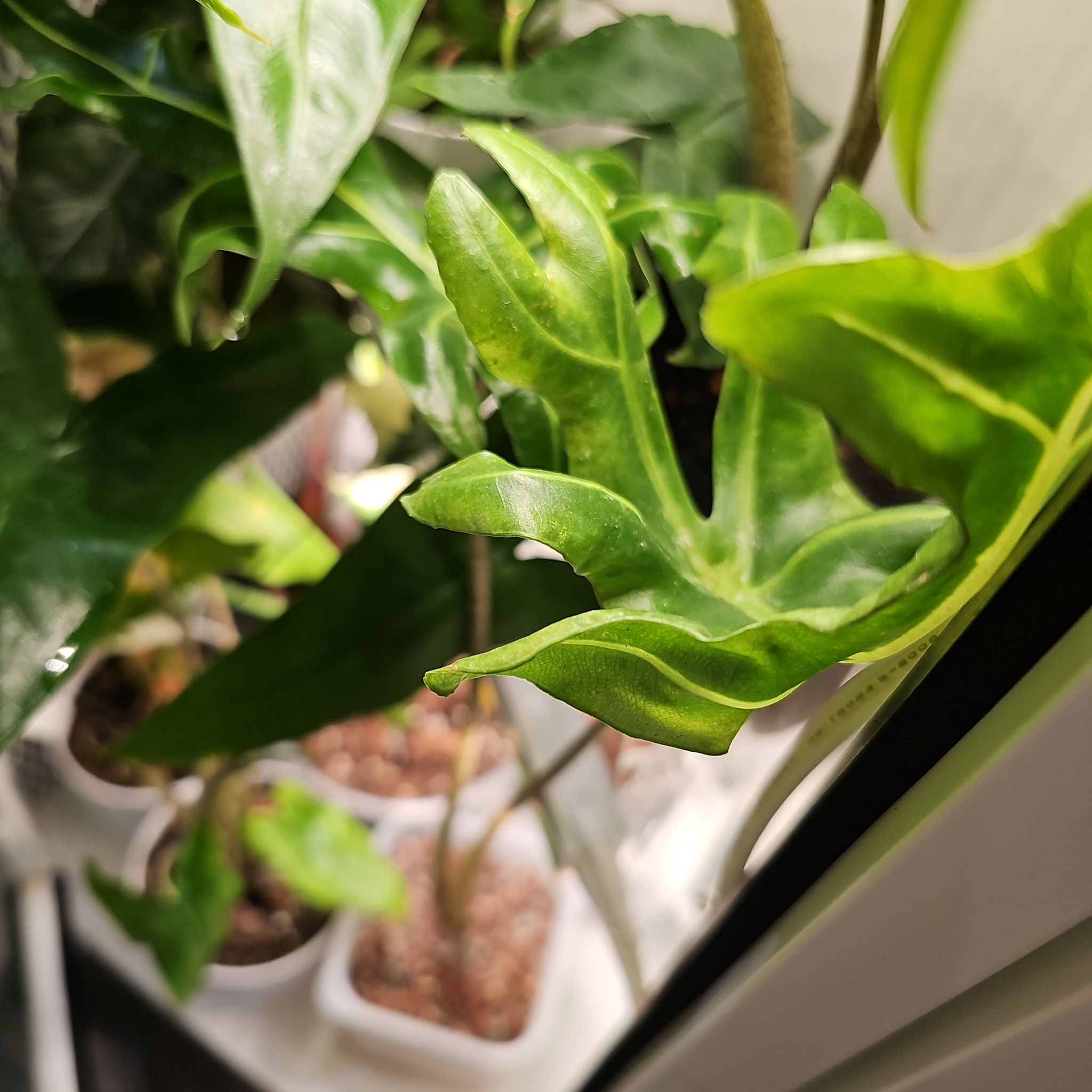 Photo of the plant species Malaysian Monster by @plantlover69 named Spike Leaves on Greg, the plant care app