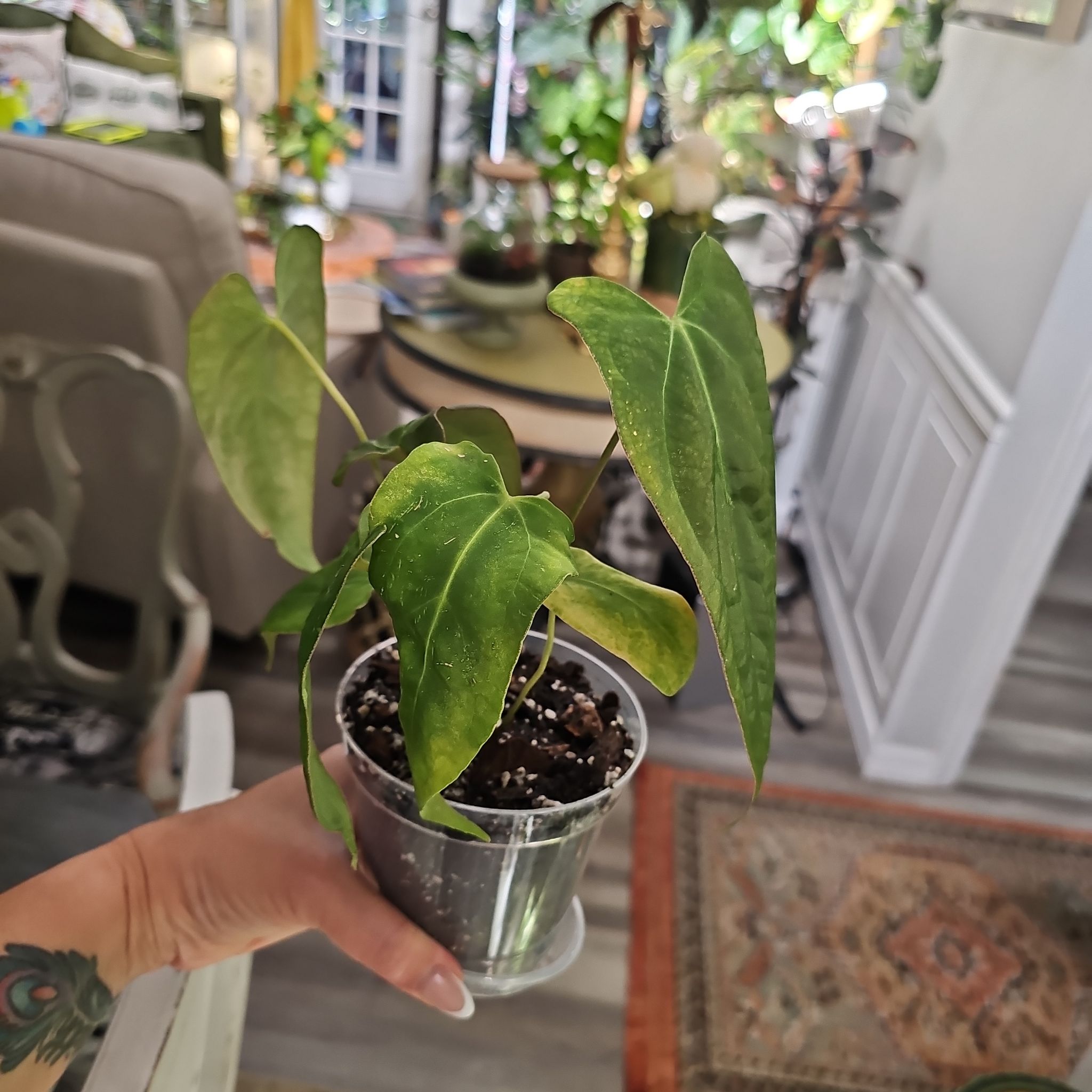 Photo of the plant species Anthurium Crystallinum x (Ace of Spades x Papillilaminum) by @plantlover69 named James Dean on Greg, the plant care app