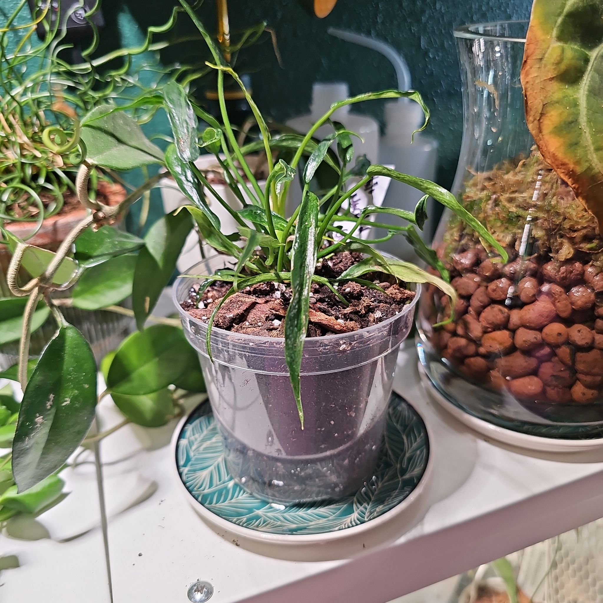 Photo of the plant species Philodendron Golden Melinonii by @plantlover69 named Kardashian on Greg, the plant care app