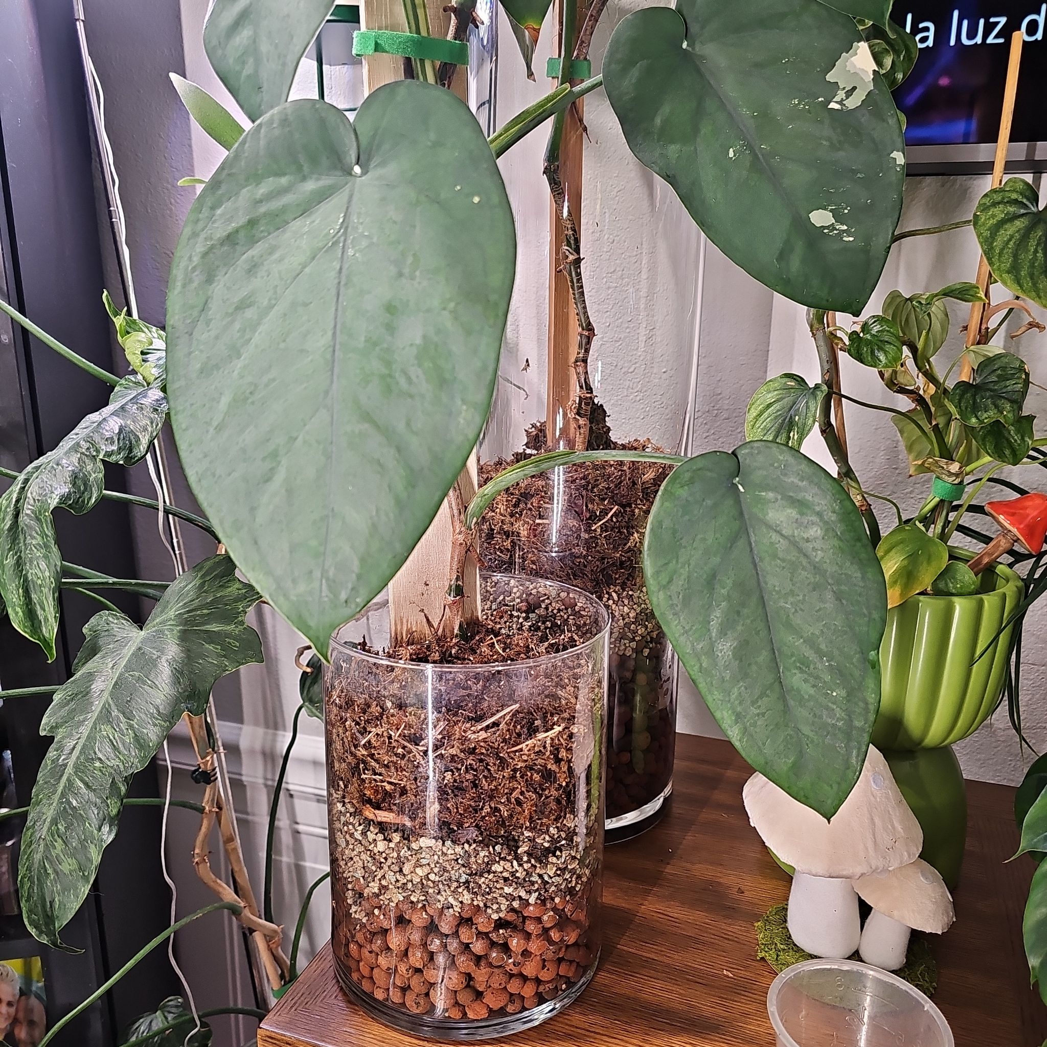 Photo of the plant species Variegated Chiapense by @plantlover69 named Naomi on Greg, the plant care app