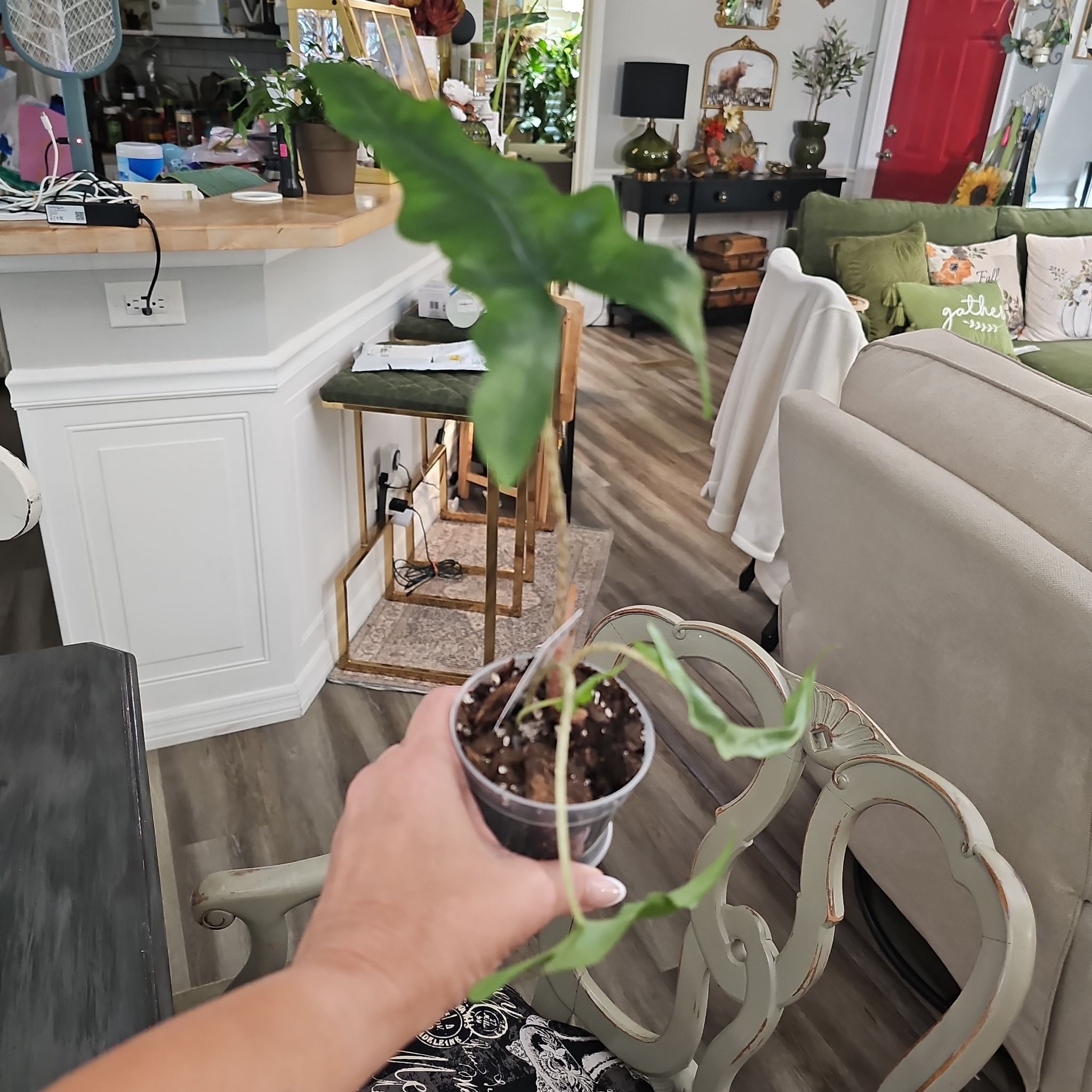 Photo of the plant species Alocasia sabrina by @plantlover69 named Sigmund on Greg, the plant care app